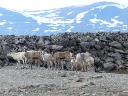 Nature Rock Mountain