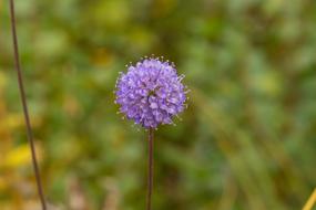 Moor Bit Off Swamp Marsh Plant