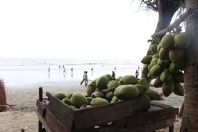 Coconut Nature Seashore