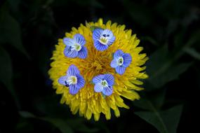 Dandelion Yellow Flower