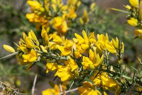 Gorse Ulex Europaeus Flowers