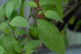 beautiful green leaves
