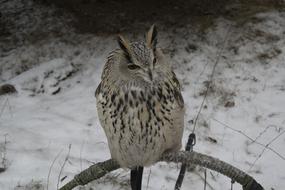 Nature Winter Living