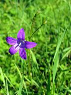 Knapweed Flower Flowers Of The