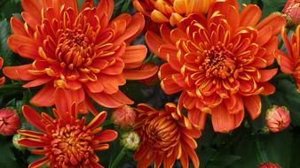 Aster Flower Beautiful