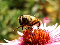 Nature Insect Flower