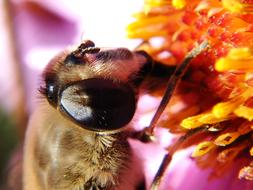 Nature At The Court Of Insect