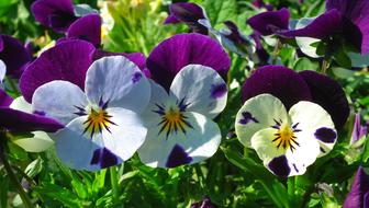 Flower Pansies Colorful