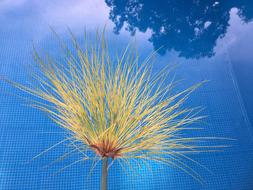 Papyrus Reflection Water