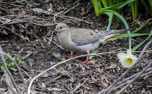 Nature Outdoors Bird
