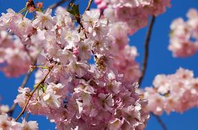 Japanese Cherry Trees Blossom Tree