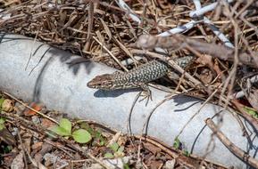 Lizard On Wood log