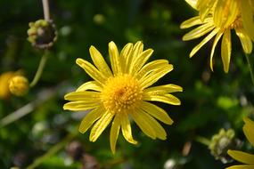 Yellow Flowers Petals Droplets