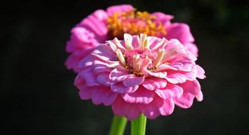 Flower Zinnia Pink