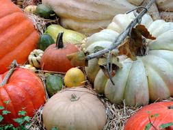 Fresh pumpkins are delicious