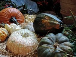 ripe pumpkins farm