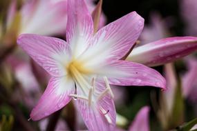 Comanche Nature Azores São