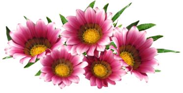 Sun Daisy Red Flower