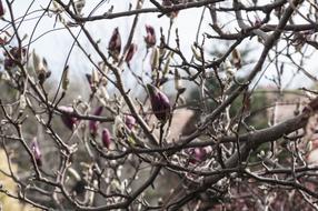 Magnolia Plants Spring