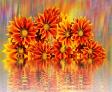 Flowers Nature Orange