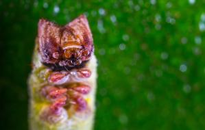 macro Nature Insect blur