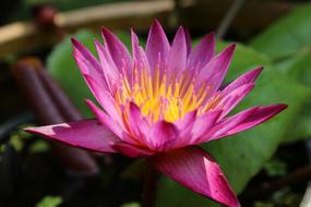 Lotus Nature Pink Bua
