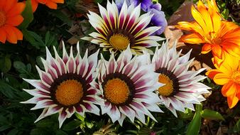 Spring Flowers Nature