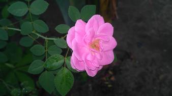 Rose Flower Red Pink