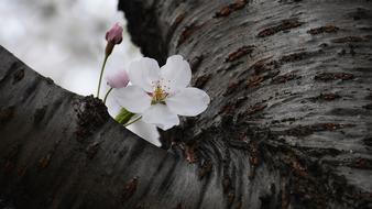 Cherry Flowers Nature Plants