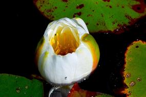 Flower Water Lily Flora