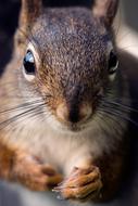 Squirrel Macro Nature