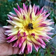 Bumble Bee Flower Dahlia