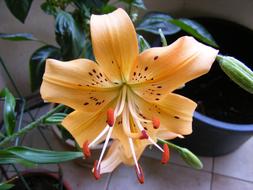 Flower Rarely Potted