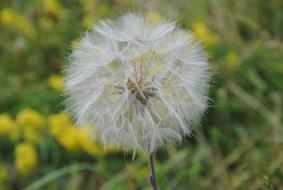Dandelion Nature Plant