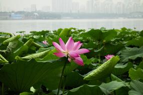 Lotus Flowers