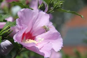 Hibiscus Blossom Bloom