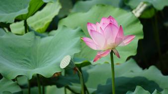 Lotus Plant Aquatic Plants