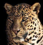 Leopard Close Beautiful