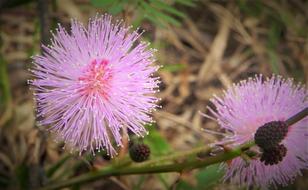 Touch Me Not Flower Nature