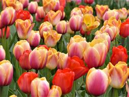 Tulip Garden Nature