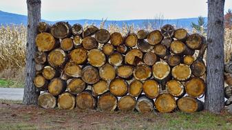 Wood Firewood Stack