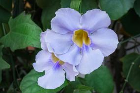Blue Trumpet Vine Laurel Clock