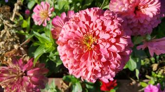 Blossom Bloom Flower