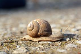 Slowly Snail