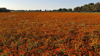 Marigold Tagetes Patula Stinker