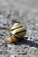Closeup photo of small yellow snail