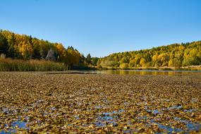 Mountains Trees Autumn