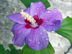 Hibiscus Marshmallow Mallow