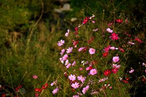 Cosmos Flowers Plants