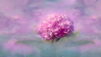 Nature Summer Flower